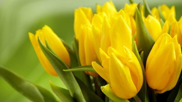 Ý nghĩa của hoa tulip vàng – sự nổi tiếng và hoàn hảo