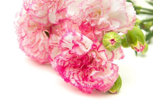Hoa cưới hoa cẩm chướng ấm áp ngọt ngào