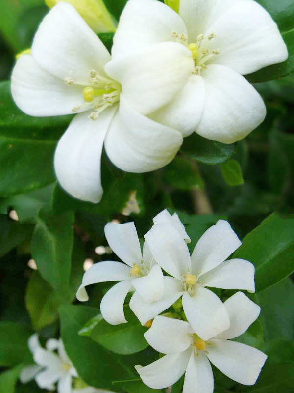 Vẻ đẹp thuần khiết của các loại hoa màu trắng